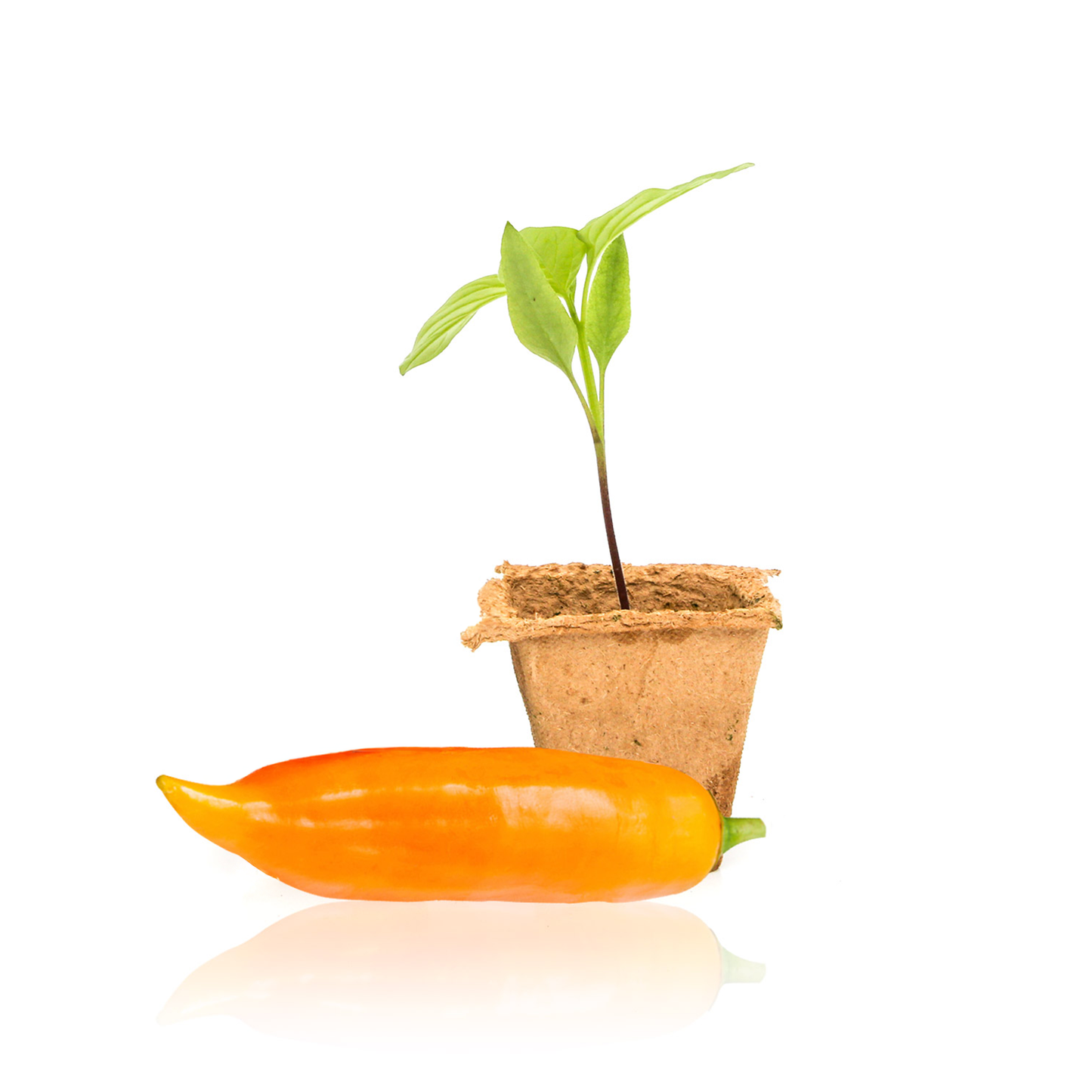 Aji Amarillo Pepper Plants