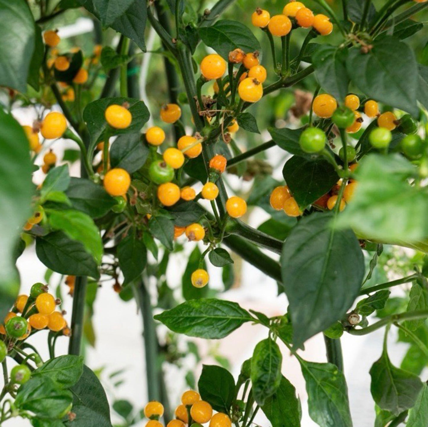 Aji Charapita Pepper Seeds