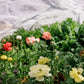 close up of colorful flowers with white shade cloth covering the crop