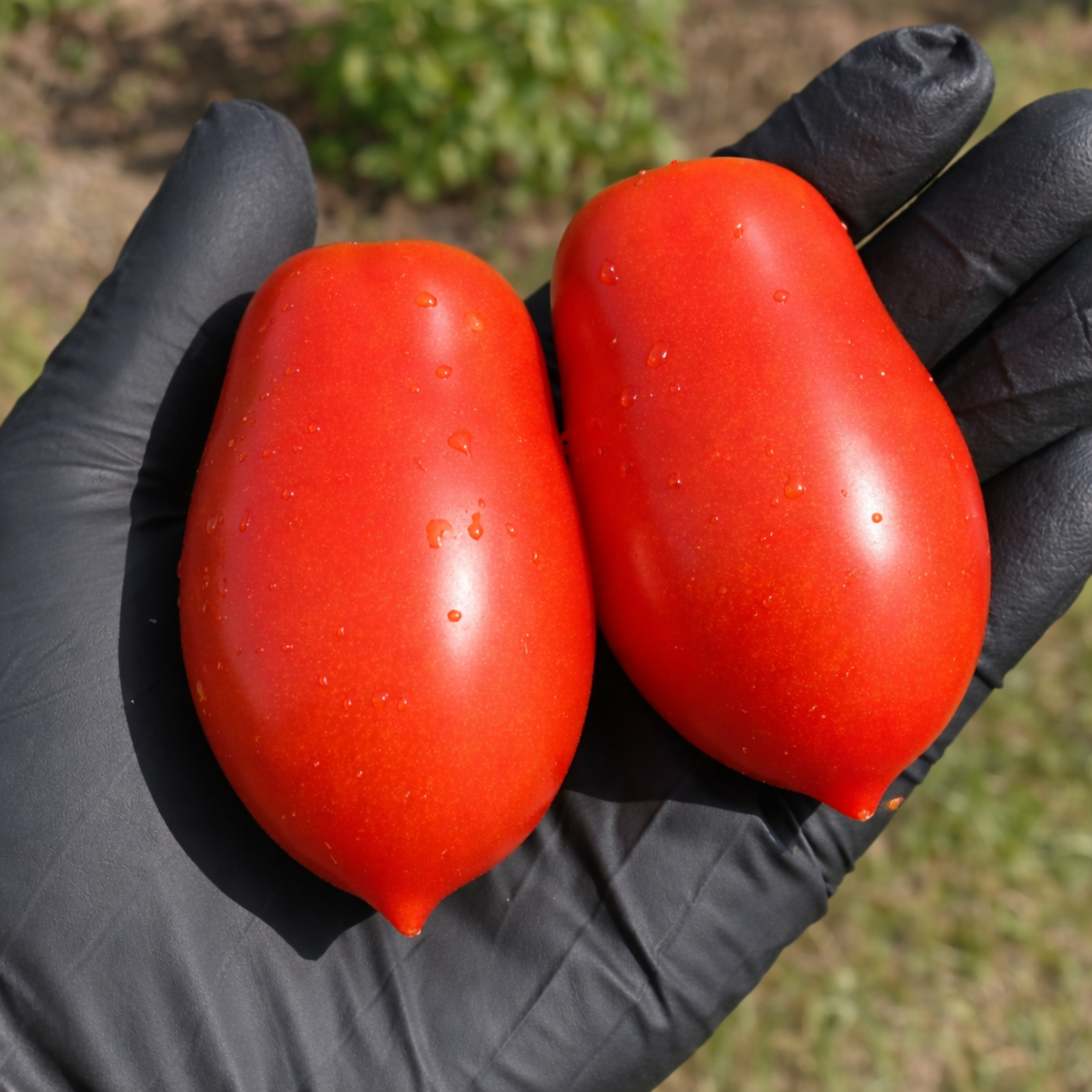 Two amish paste tomatoes in a black gloved hand used to display tomato seeds for sale