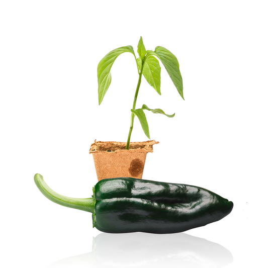 Ancho Poblano Pepper Plants