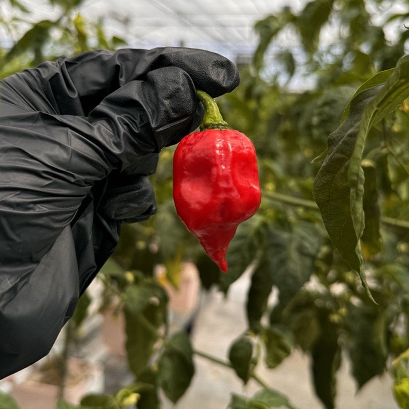 Apocalypse Scorpion Fresh Peppers