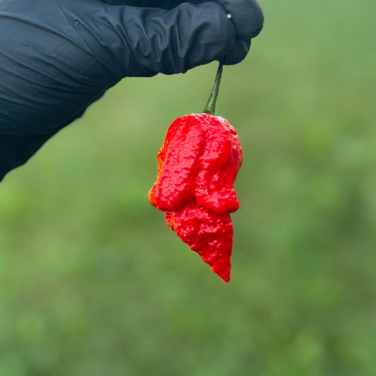 Apocalypse Scorpion Pepper Seeds