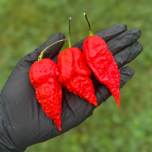 Apocalypse Scorpion Pepper Seeds