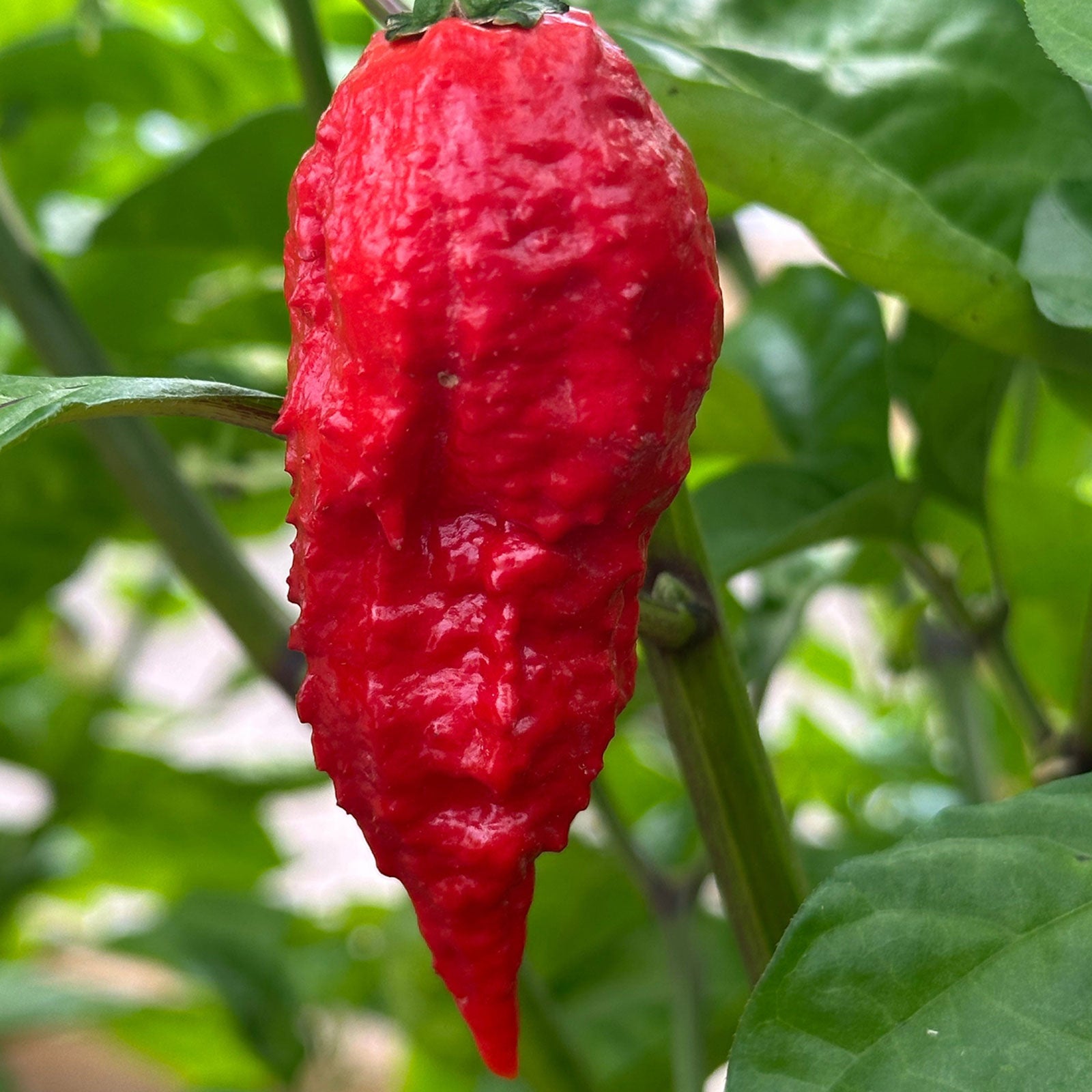 Apocalypse Scorpion Pepper on plant