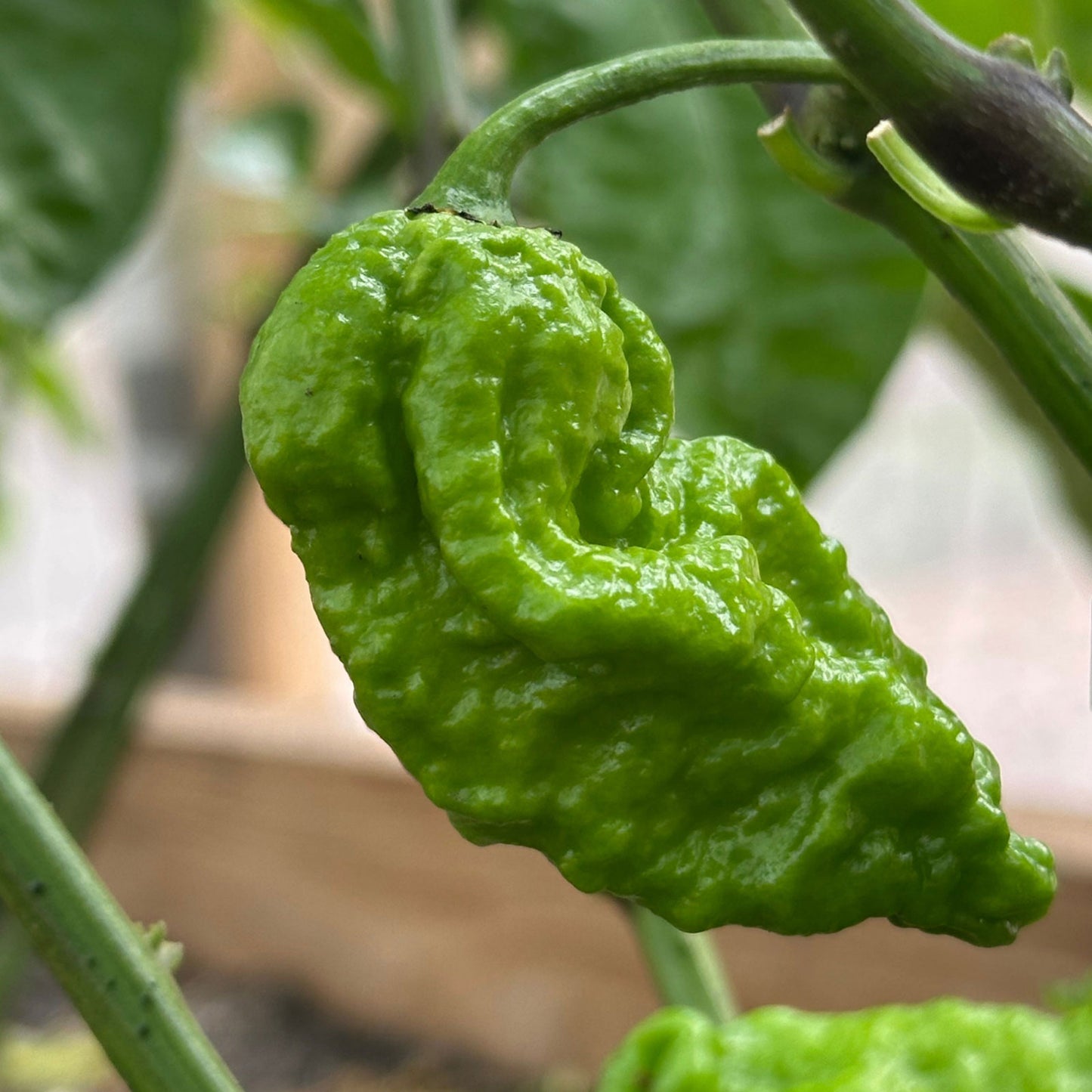 Apocalypse Scorpion pepper ripening on plant
