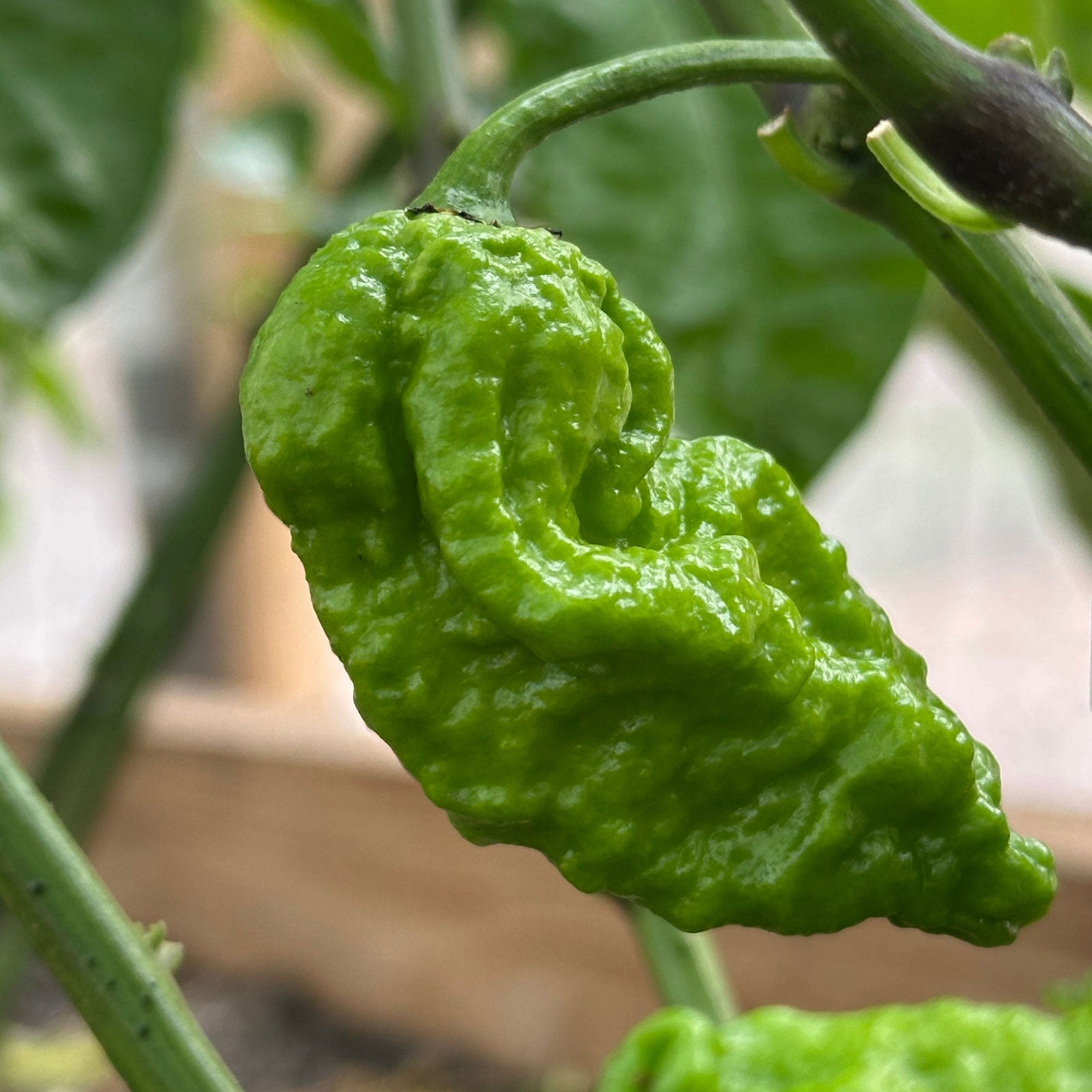 Apocalypse Scorpion pepper ripening on plant