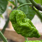 Unripe Apocalypse Scorpion on plant