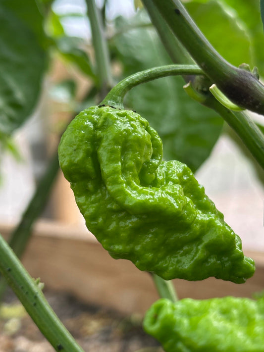Unripe Apocalypse Scorpion on plant