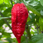 Ripe Apocalypse Scorpion on plant