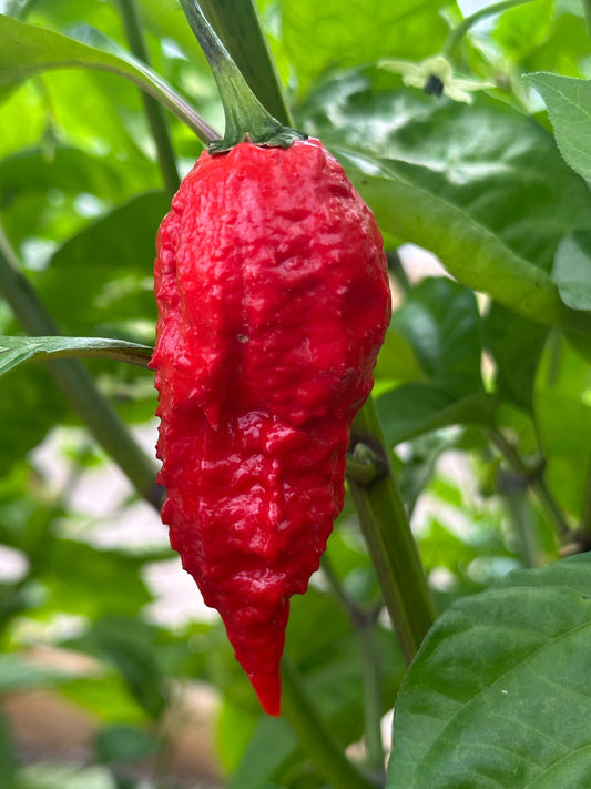 Ripe Apocalypse Scorpion on plant