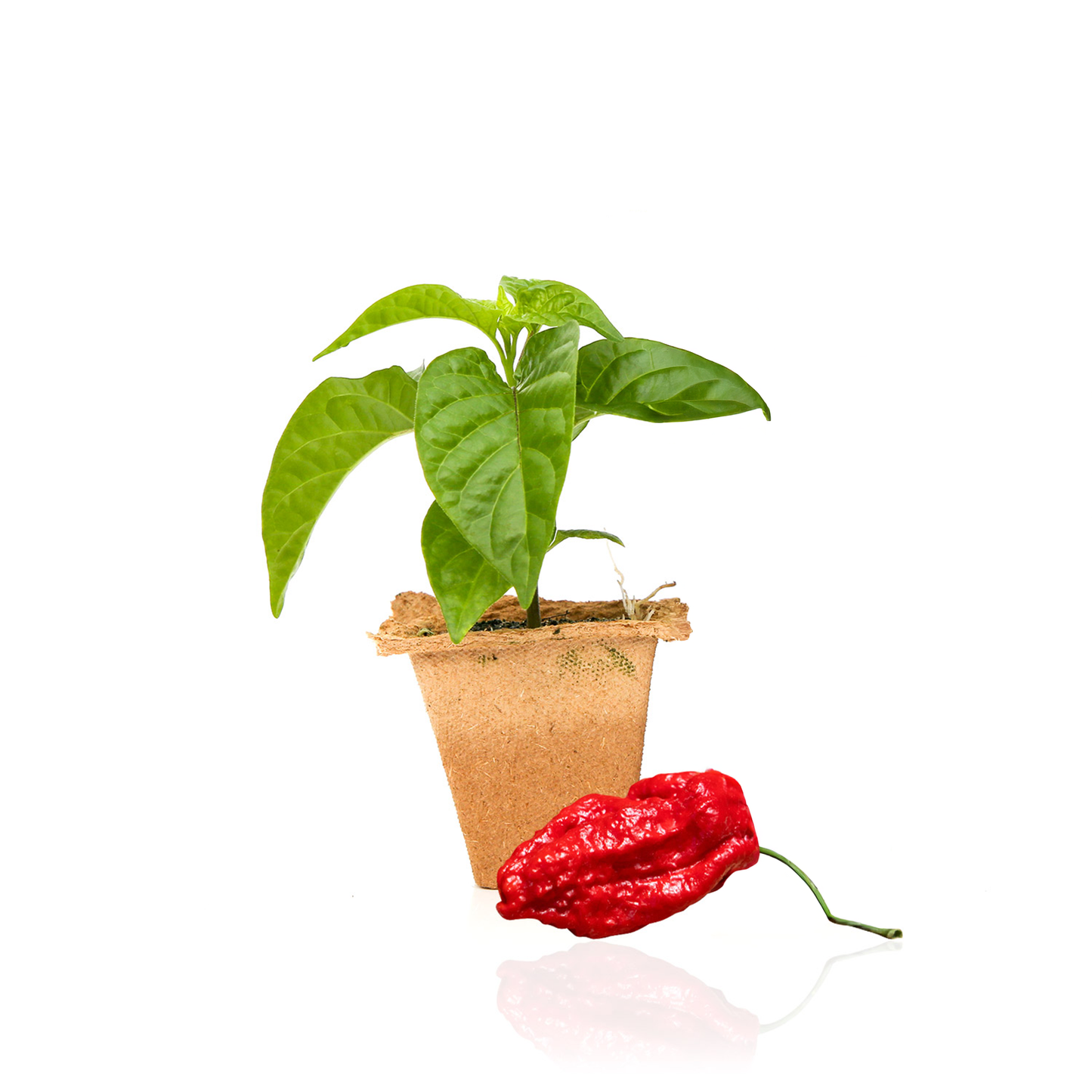 Apocalypse Scorpion Pepper Plants