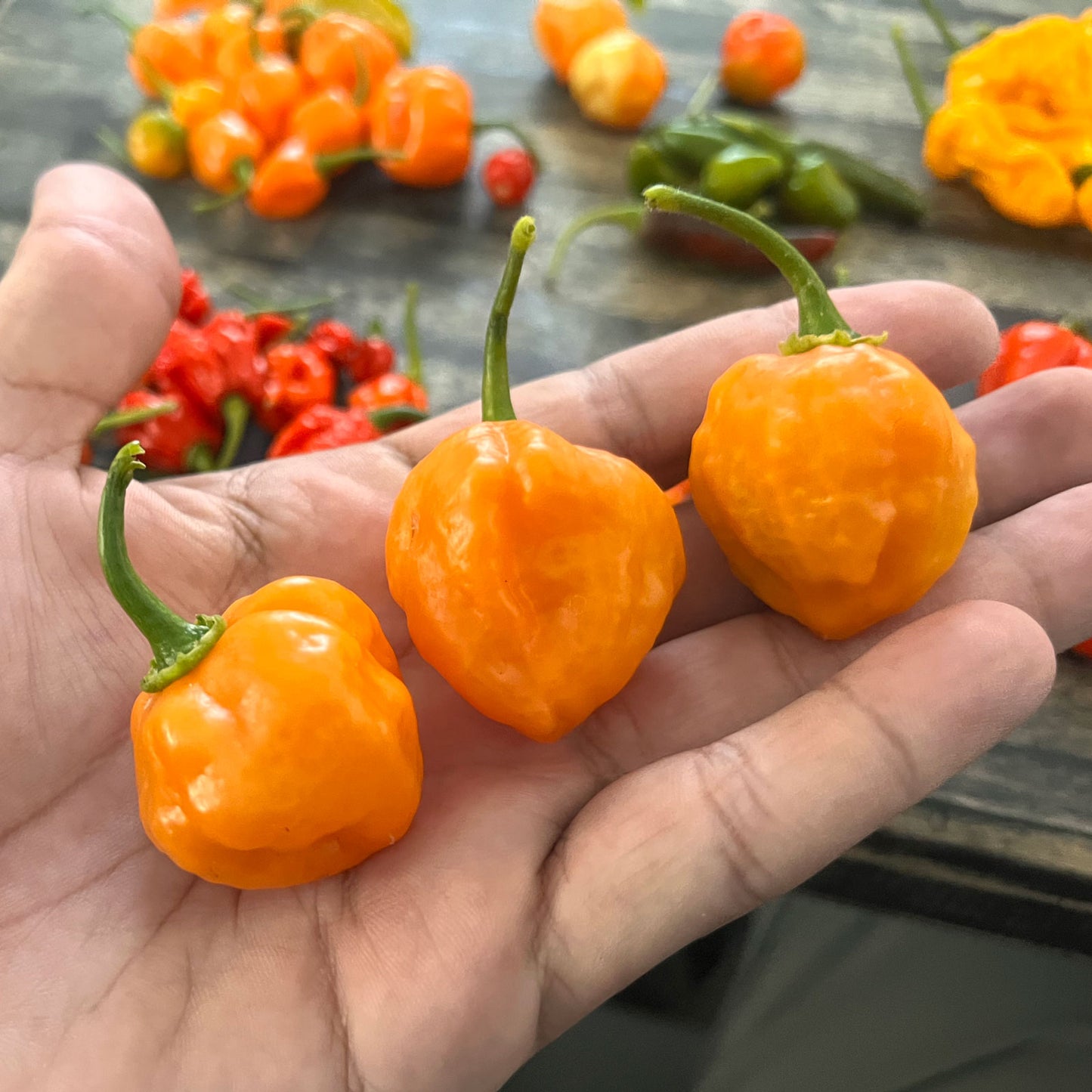 Bahamian Goat Chili Pepper Seeds (Non-Isolated)