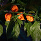 Bhut Orange Copenhagen Seeds