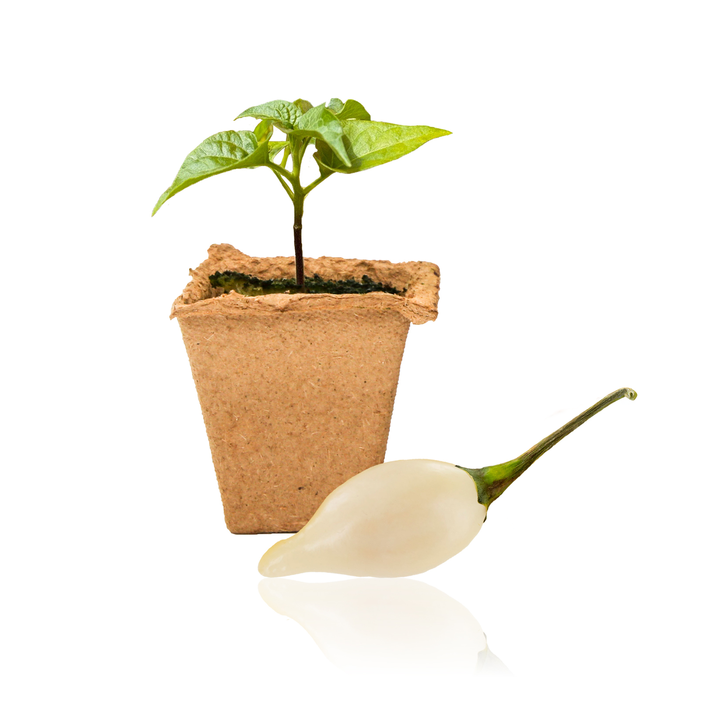 Plantas de pimienta blanca Biquinho