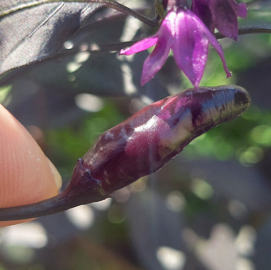 Black Scorpion Tongue Pepper Seeds