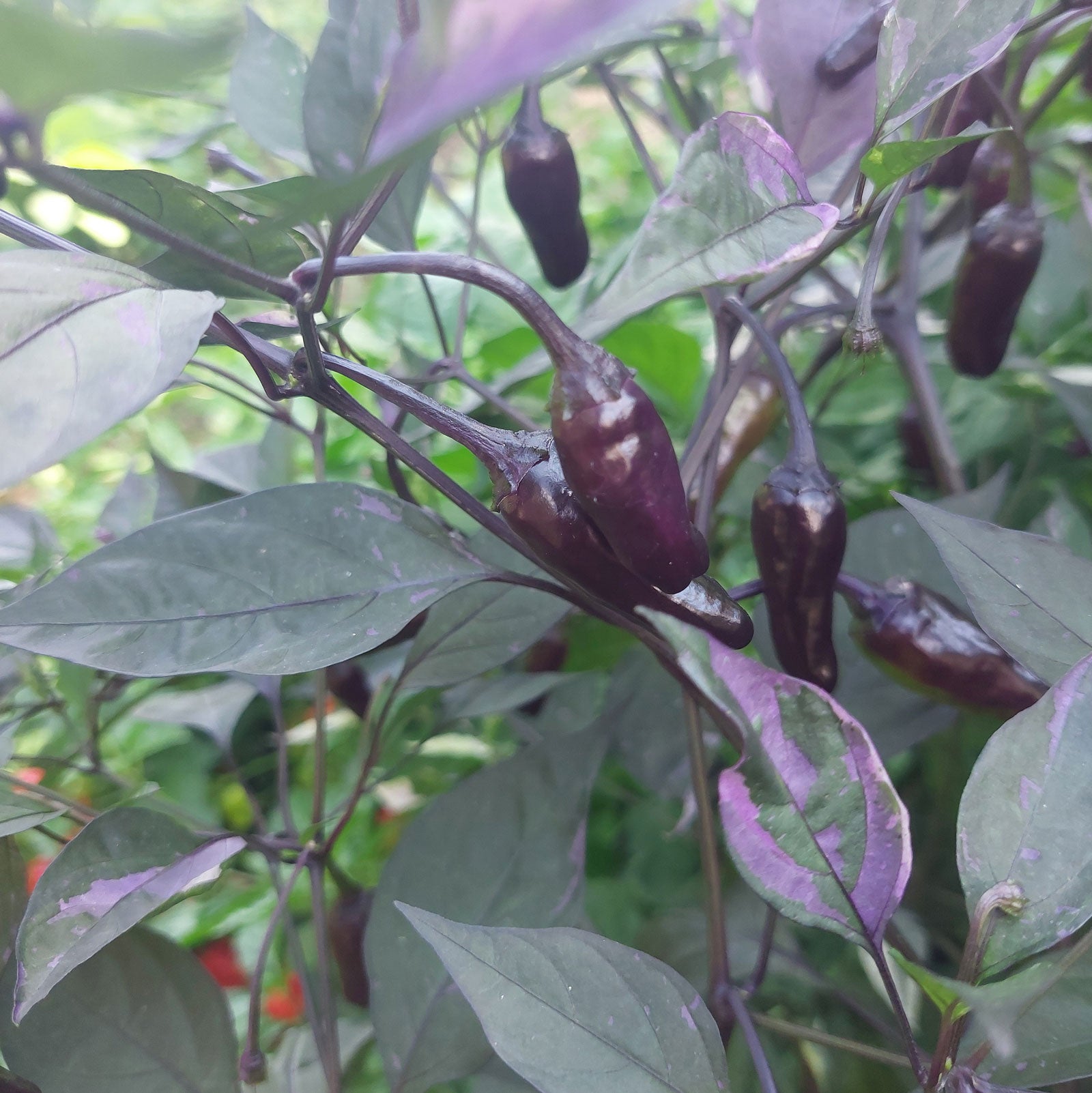 Black Scorpion Tongue Pepper Seeds