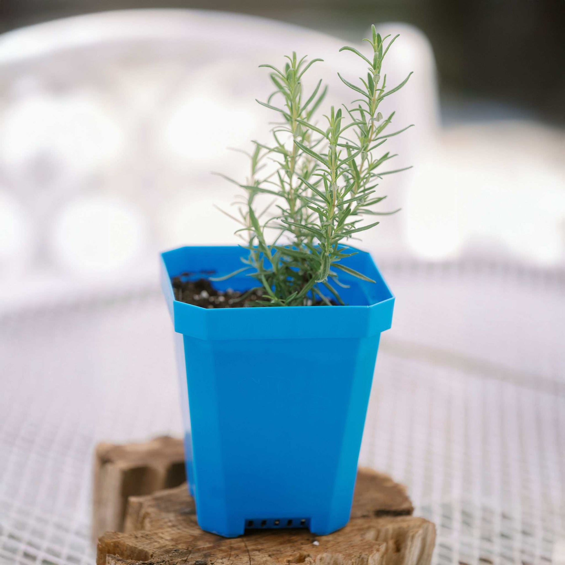 potted plant insert 5" Nursery Pots with Insert Tray – Pepper Joe's