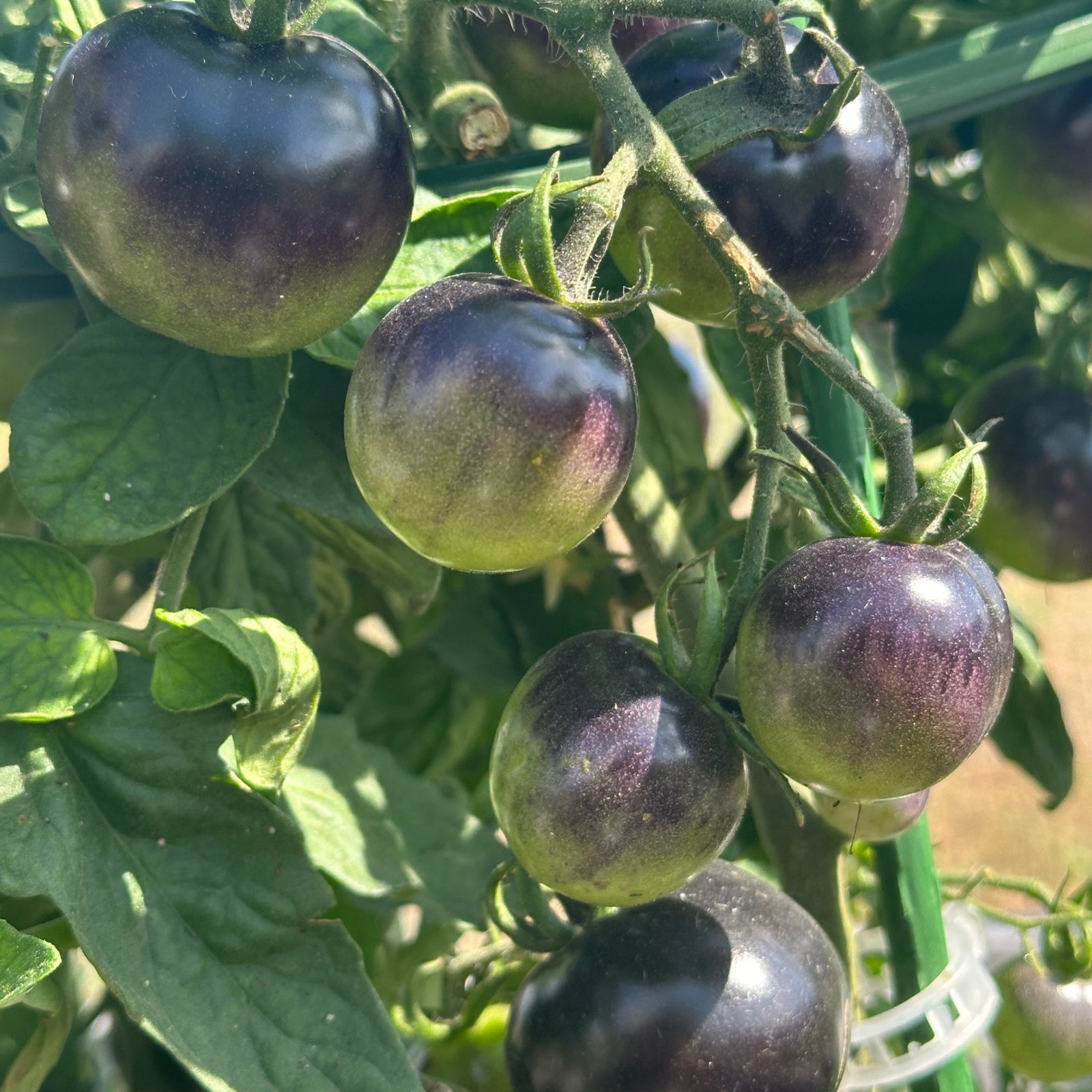 Branch of Indigo Rose tomatoes ripening from green to purple on the vine, used to display tomato seeds for sale