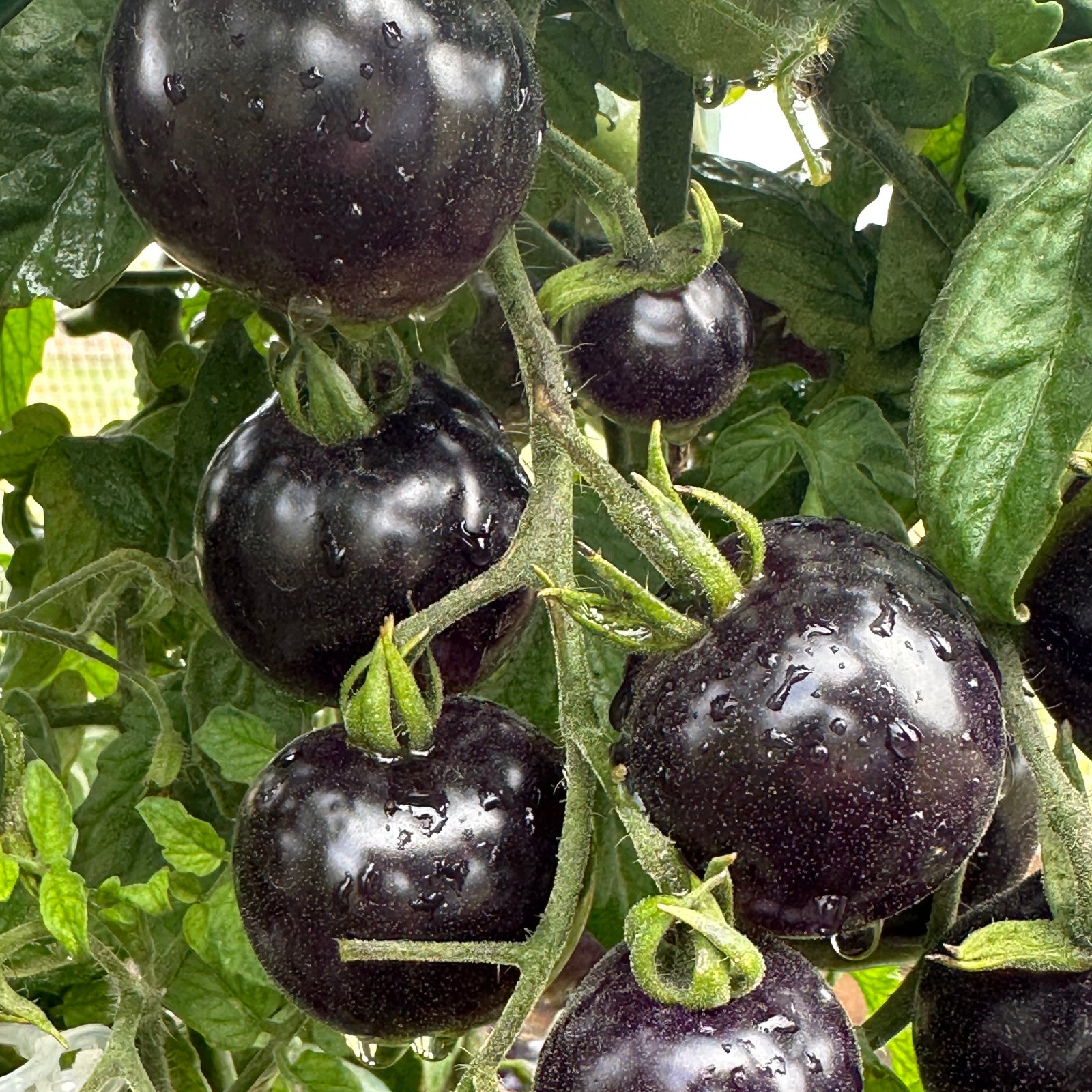 Dark purple Indigo Rose Tomato branch used to display tomato seeds for sale
