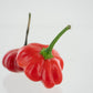 Two Brazilian Starfish Peppers on White