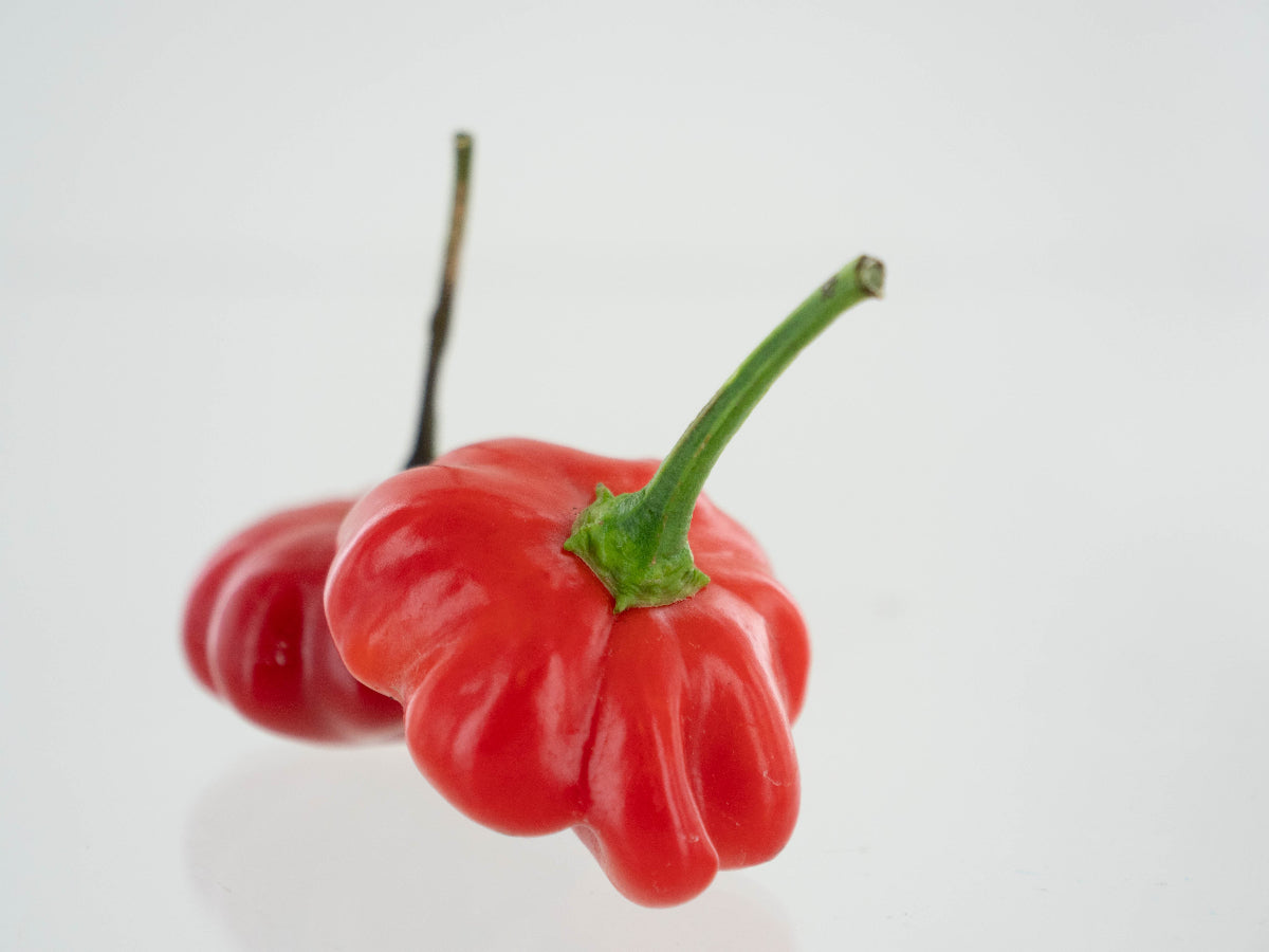 Two Brazilian Starfish Peppers on White