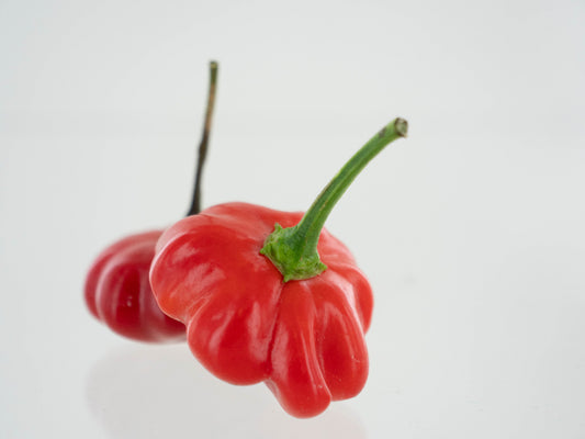 Two Brazilian Starfish Peppers on White