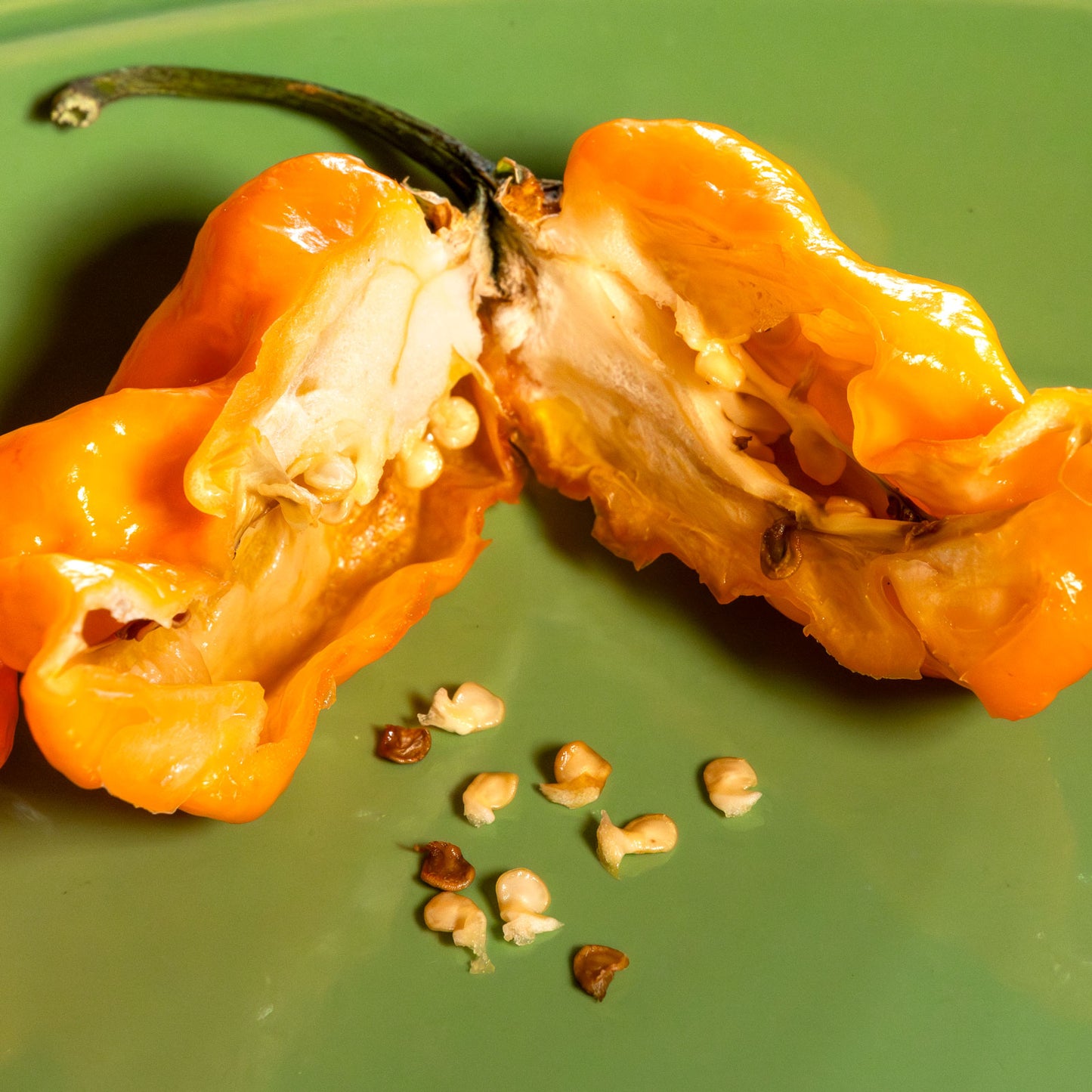 Bubblegum 7 Pot x SRTSL Orange Pepper Seeds