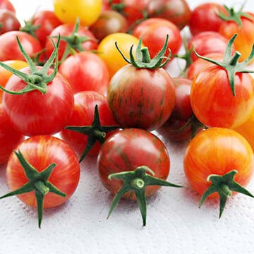 Artisan Series Bumblebee Mix Tomato Seeds