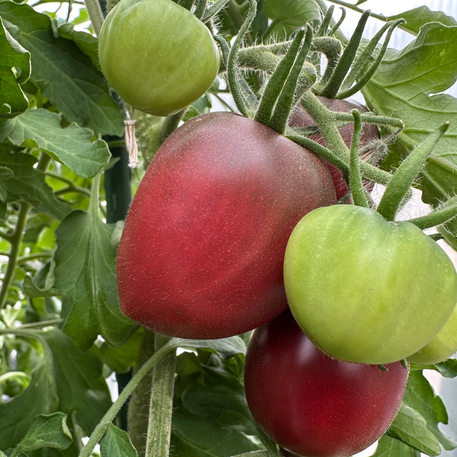 Bunch of ukrainian purple tomatoes ripening, used to display tomato seeds for sale