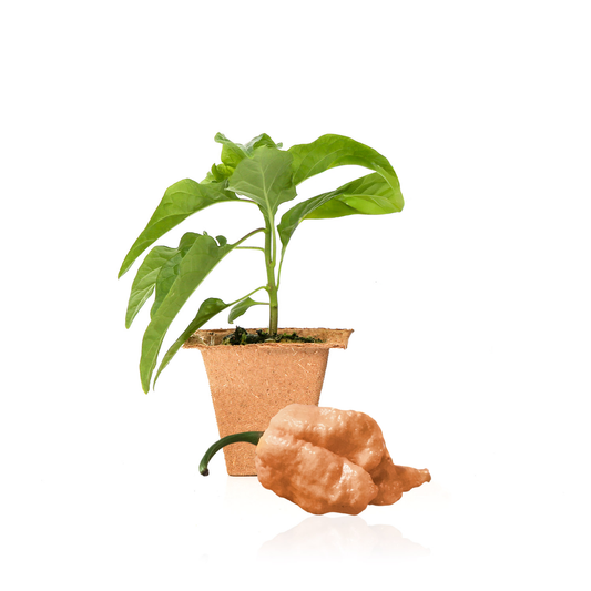 Peach Reaper Pepper Plants