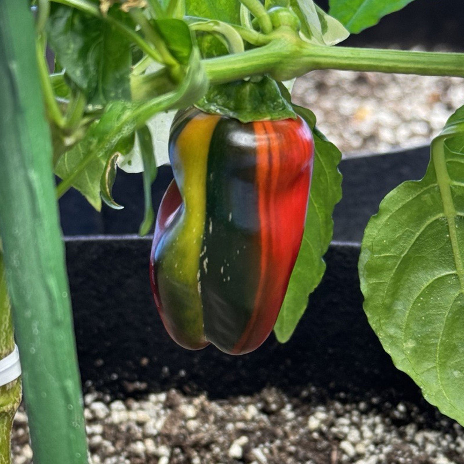 Candy Cane Pepper Seeds