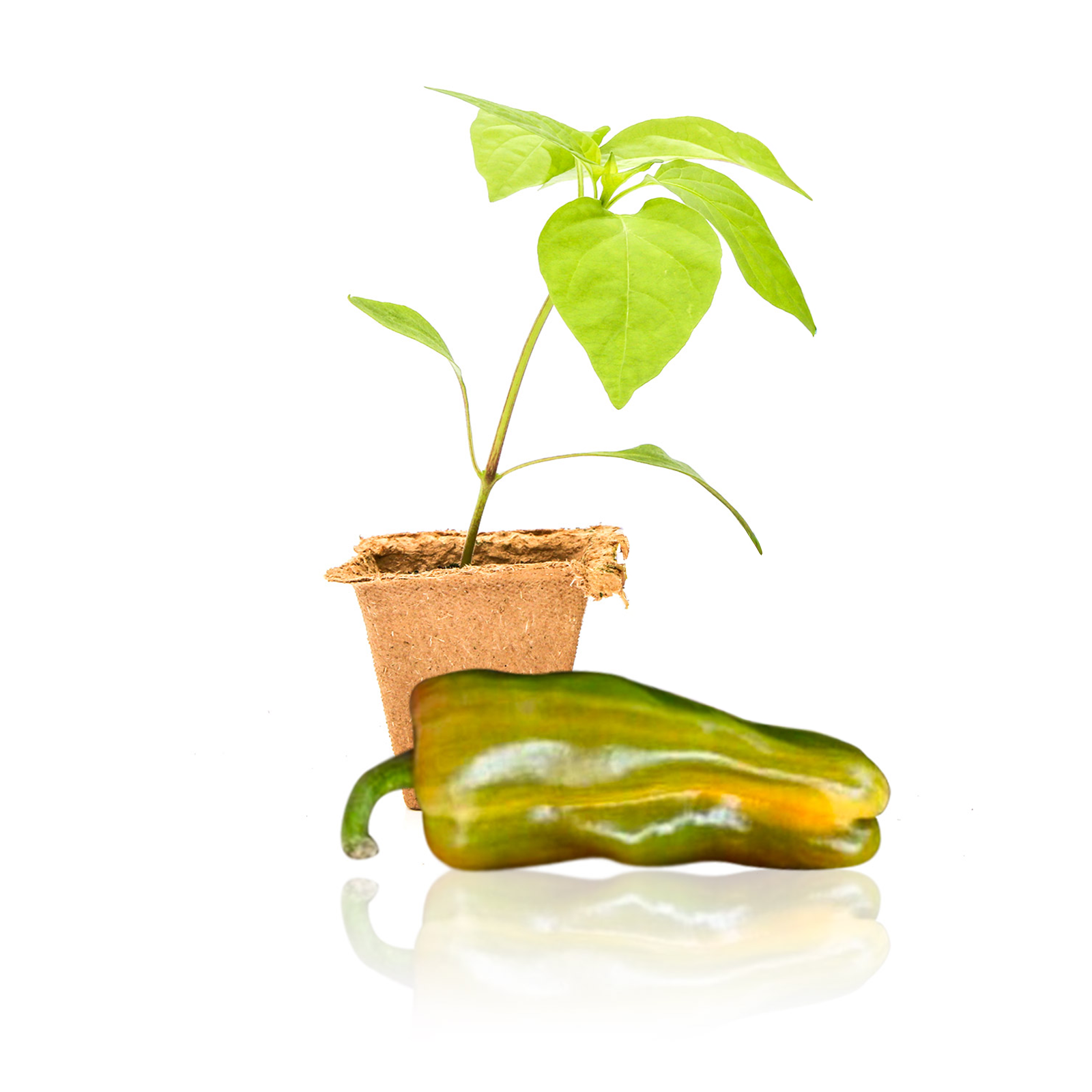 multiple pepper plants in one pot Candy Cane Pepper Plants