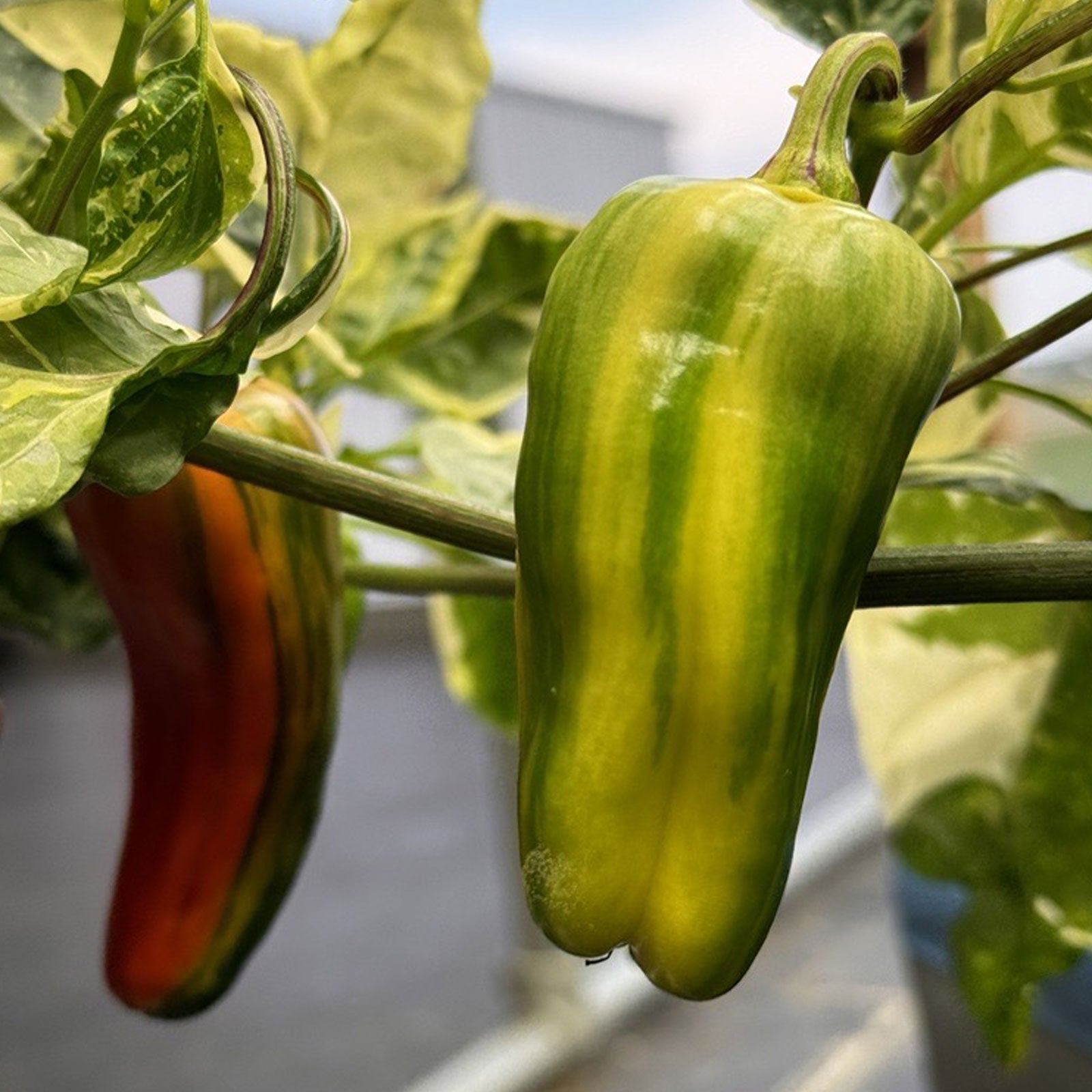 Candy Cane Pepper Seeds