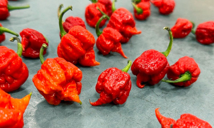 Pepper Joe's | Hot Pepper Seeds | 300+ Varieties | Same Day Shipping ...