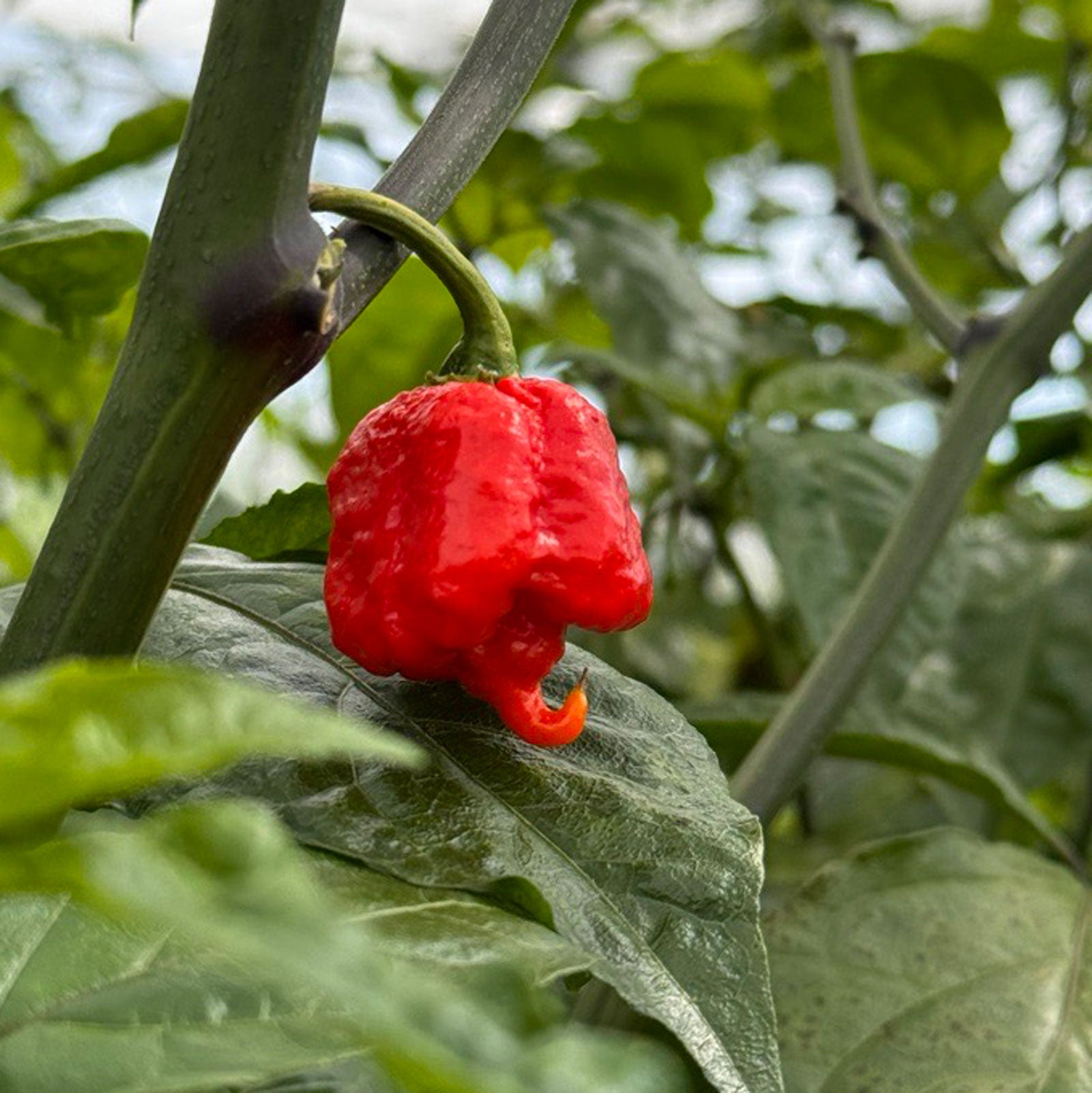 Carolina Reaper Pepper Seeds