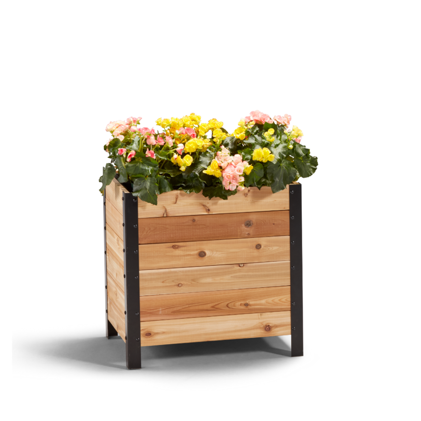 Cedar Planters 18x24 inch planter box 24 inches tall filled with colorful plants on white background 