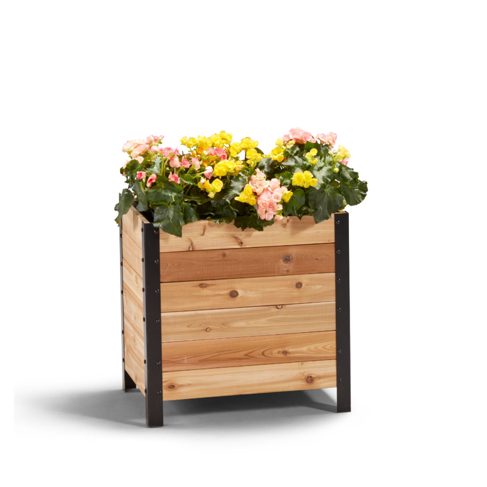 Cedar Planters 18x24 inch planter box 24 inches tall filled with colorful plants on white background 