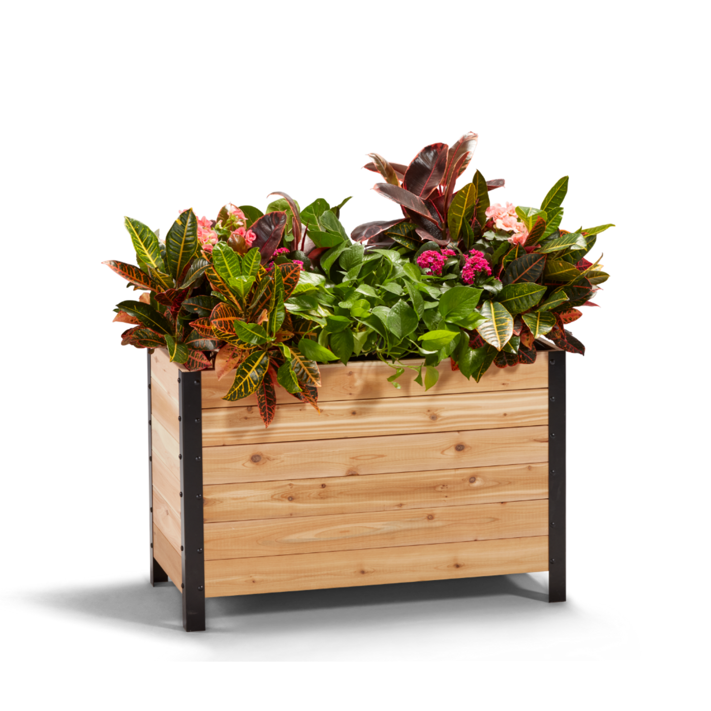 Cedar Planters 18x36 inch planter box 24 inches tall filled with colorful plants on white background 