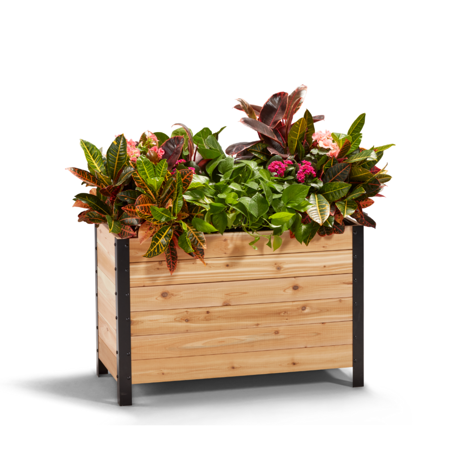 Cedar Planters 18x36 inch planter box 24 inches tall filled with colorful plants on white background 