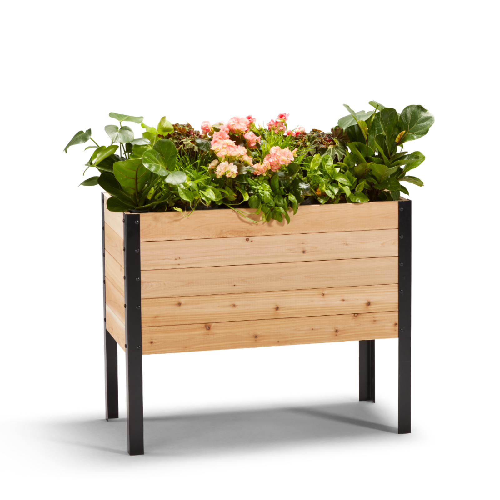 Cedar Planters 18x36 inch raised garden bed 30 inches tall filled with colorful plants on white background 