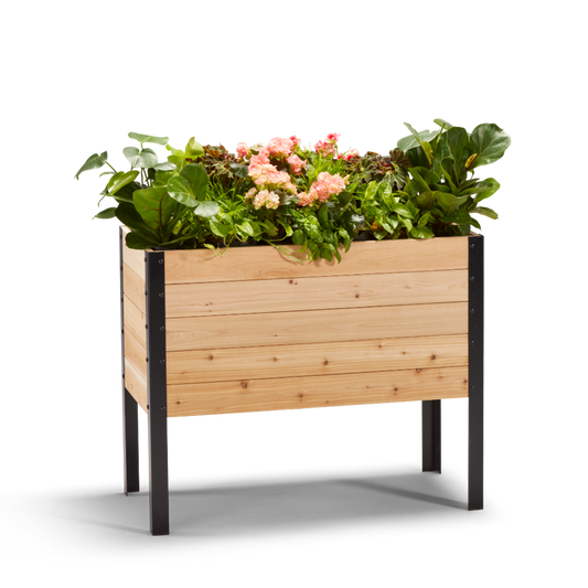 Cedar Planters 18x36 inch raised garden bed 30 inches tall filled with colorful plants on white background 