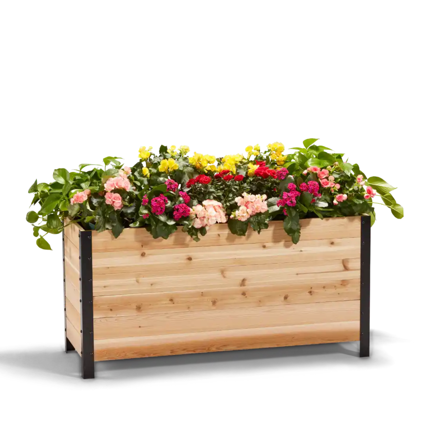 Cedar Planters 18x48 inch planter box 24 inches tall filled with colorful plants on white background 