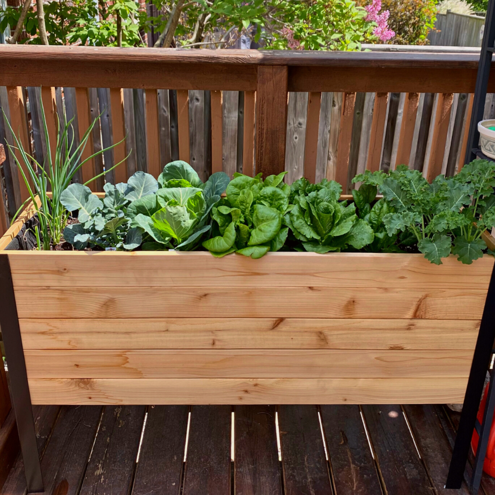 Cedar Planters 18x48 inch raised garden bed with plants in a backyard setting.