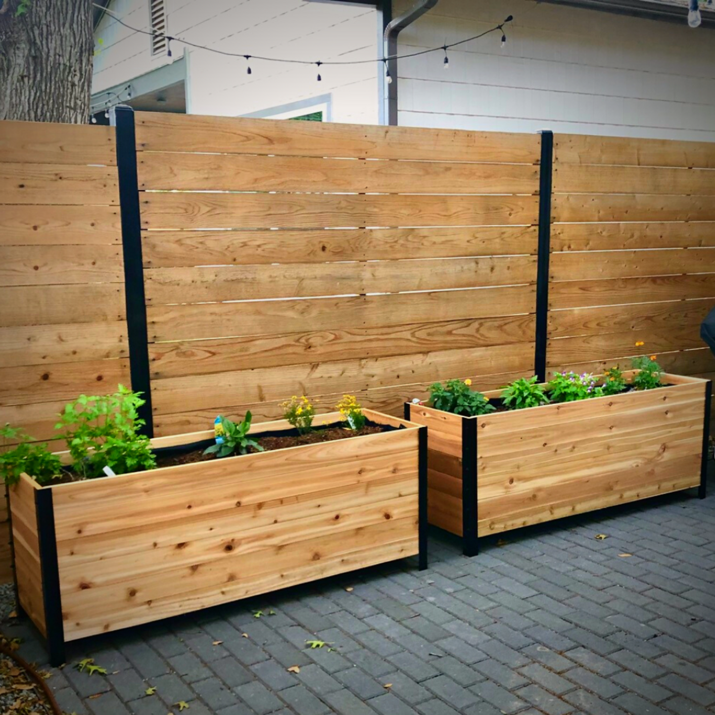 Two Cedar Planters 18x60 inch planter boxes with small plants beside a cedar privacy fence in a backyard setting