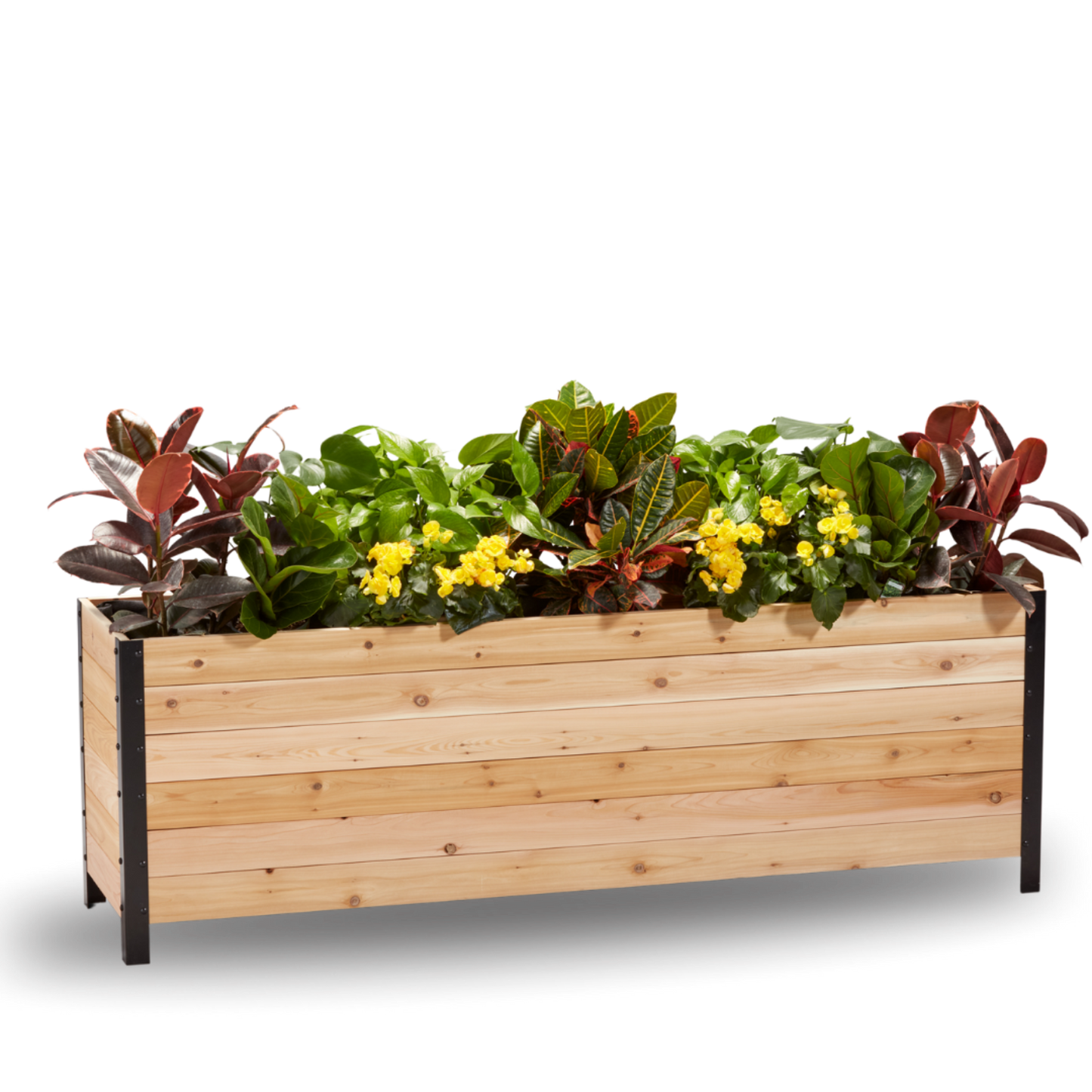 Cedar Planters 18x72 inch planter box 24 inches tall filled with colorful plants on white background 