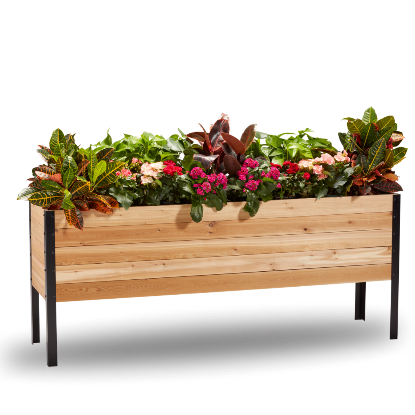 Cedar Planters 18x72 inch raised garden bed 30 inches tall filled with colorful plants on white background 