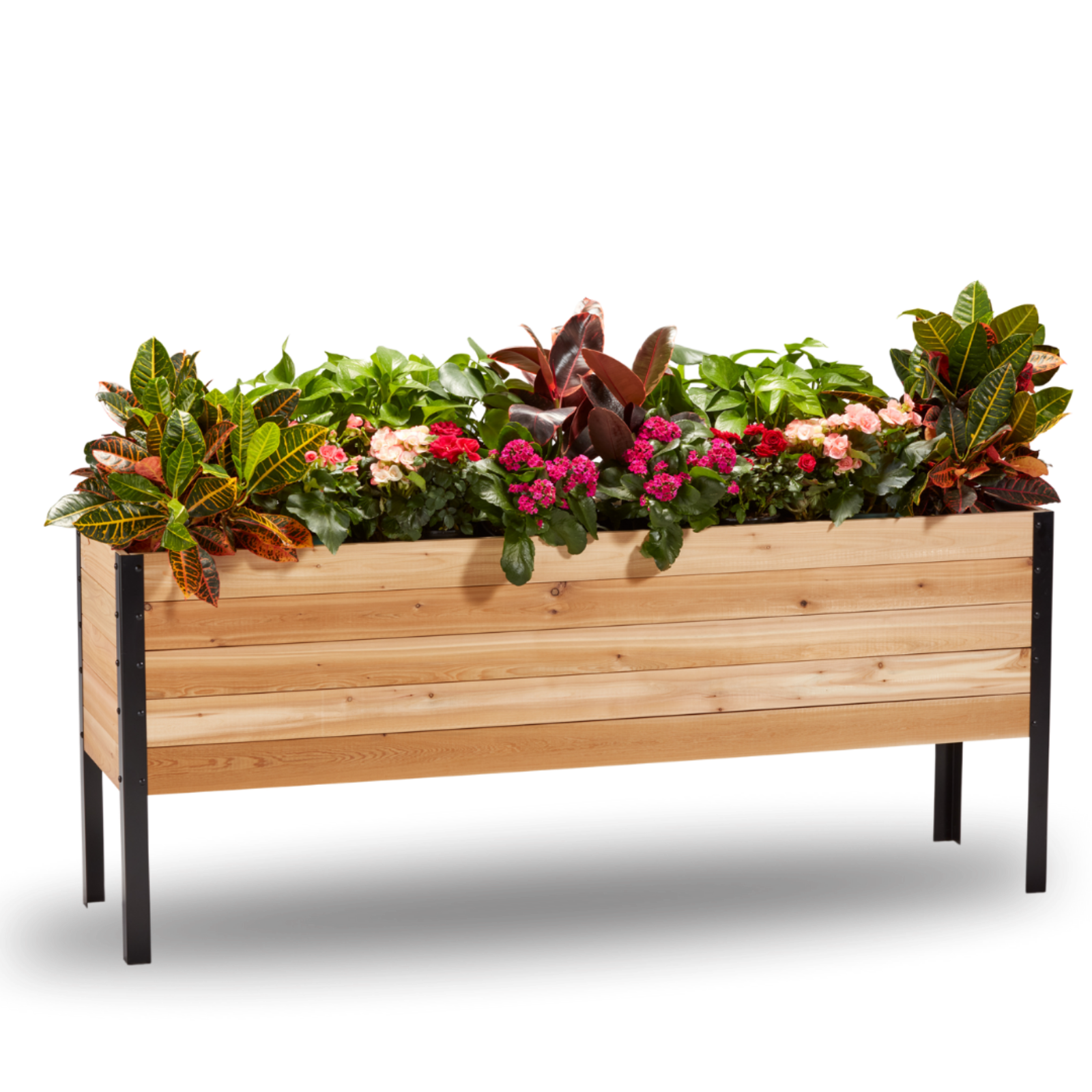 Cedar Planters 18x72 inch raised garden bed 30 inches tall filled with colorful plants on white background 
