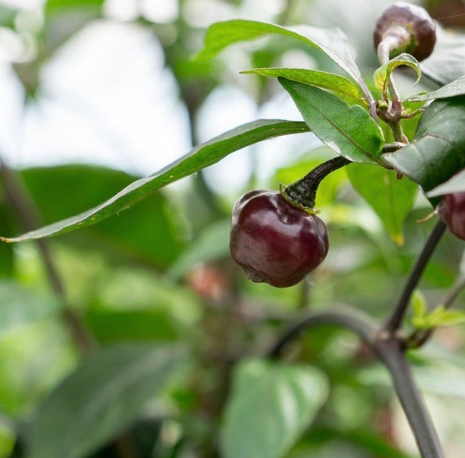 Cheiro Roxa Pepper Seeds (Non-Isolated)