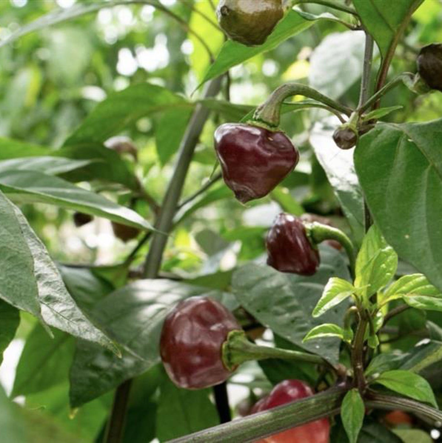 Cheiro Roxa Pepper Seeds (Non-Isolated)